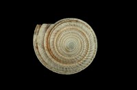 藏品(黑線車輪螺)的圖片